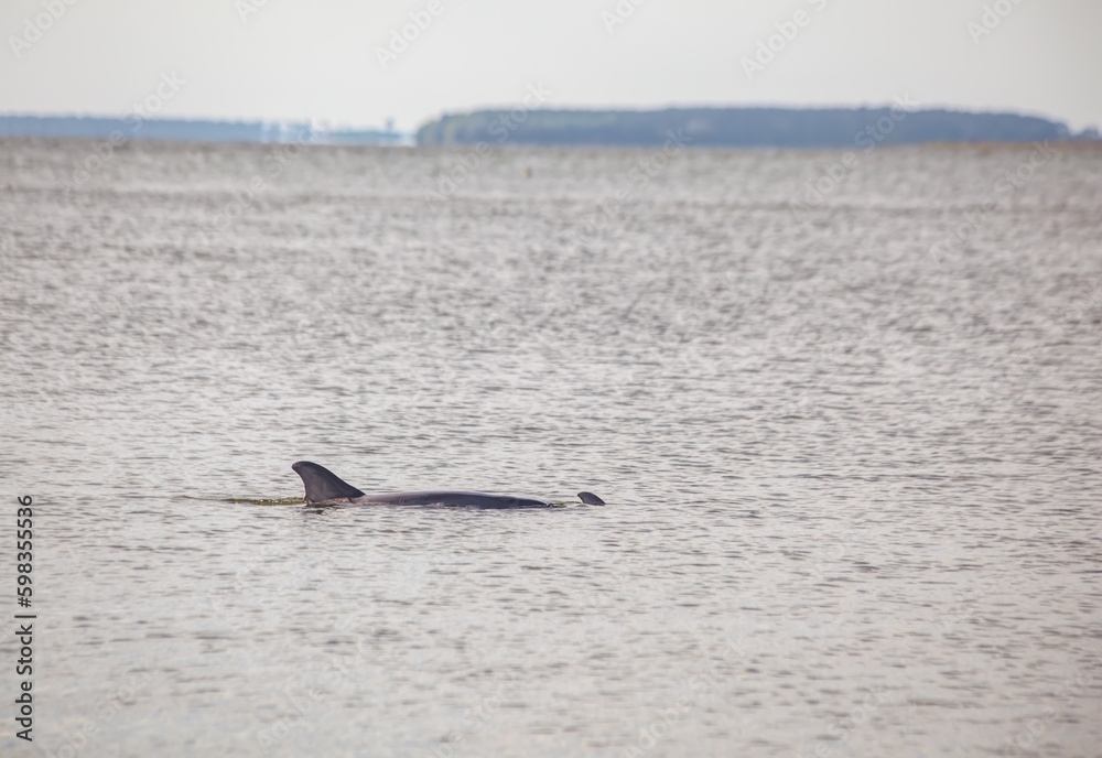 Dolphin and Young in Atlantic Dolphin and Young in Atlantic