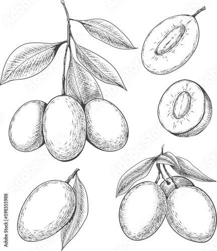 Marian plum hand drawn illustration