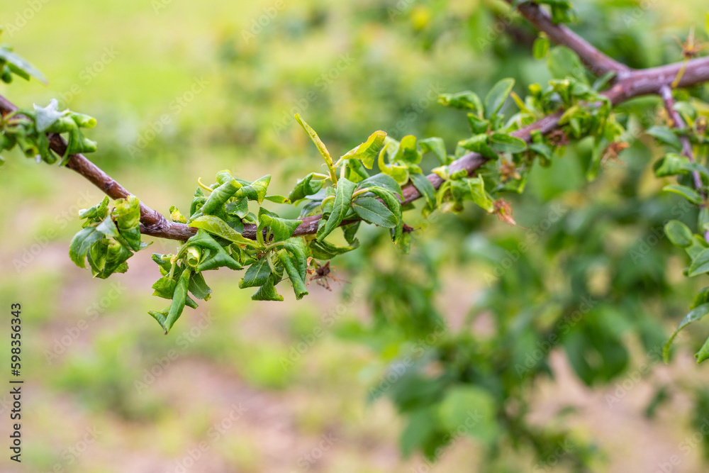 diseased fruit tree branch with twisted leaves. Insect leafworm pests and fungal diseases diseased fruit tree branch with twisted leaves. Insect leafworm pests and fungal diseases