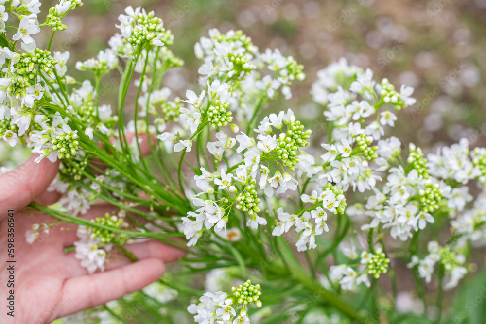 Green horseradish plant with fragrant white flowers in spring. Horseradish bloom Green horseradish plant with fragrant white flowers in spring. Horseradish bloom