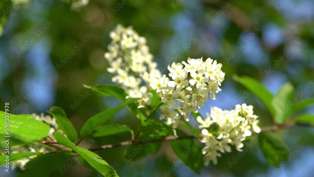 White bird cherry blossoms sway in the wind. Spring flowering tree garden. Floral natural background. Delicate flowers in the sunlight day. Blur bokeh nature. Flower bloom bud Leaf closeup. Aesthetic White bird cherry blossoms sway in the wind. Spring flowering tree garden. Floral natural background. Delicate flowers in the sunlight day. Blur bokeh nature. Flower bloom bud Leaf closeup. Aesthetic
