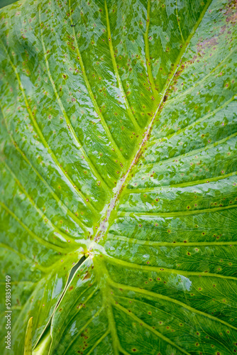 Leaf in close up in the rainforest of the Upper Amazon