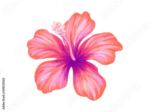 Hibiscus illustration. Vibrant pink tropical flower. Realistic botanical high quality hand drawn painting isolated on white.