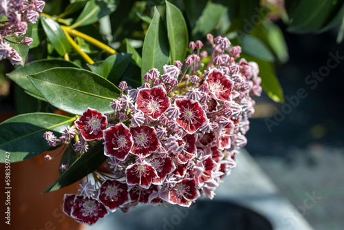 Kalmia latifolia, also known as the mountain laurel, calico-bush, ivybush, or spoonwood. It is a popular ornamental plant native to eastern United States. photo