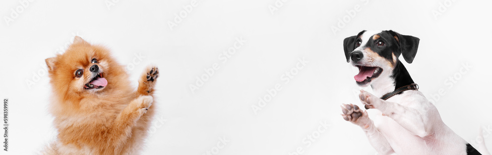 Portrait of a jumping dogs on gray background. Make room for the text. Wide-angle horizontal wallpaper or web banner.