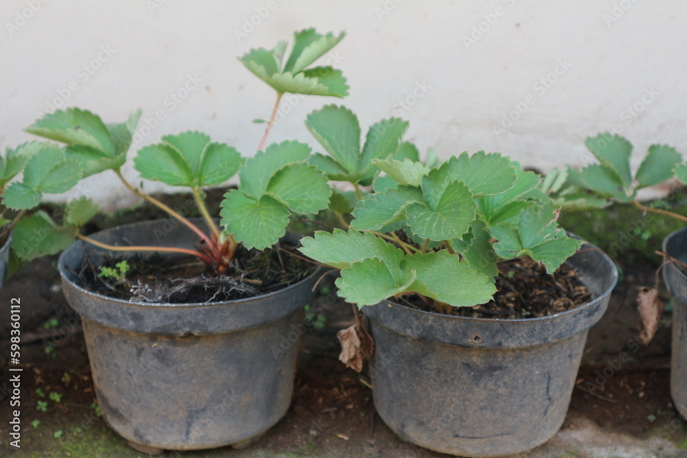 Strawberry plant seedlings in pots grows on the windowsill. Gardening concept, springtime. Copy space. Growing green leaves.Top view. Strawberry plant seedlings in pots grows on the windowsill. Gardening concept, springtime. Copy space. Growing green leaves.Top view.