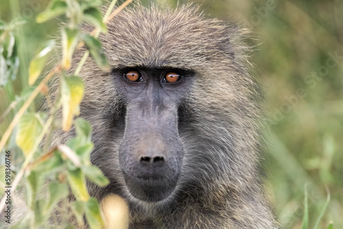 baboon sitting on the ground photo