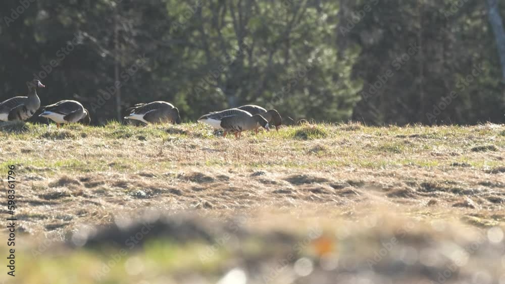 Small group of Greater white-fronted goose feeding on a springtime pasture with fresh grass during migration stop in Estonia, Northern Europe Small group of Greater white-fronted goose feeding on a springtime pasture with fresh grass during migration stop in Estonia, Northern Europe