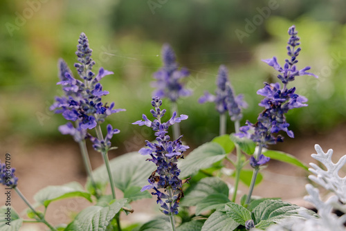 Garden sage