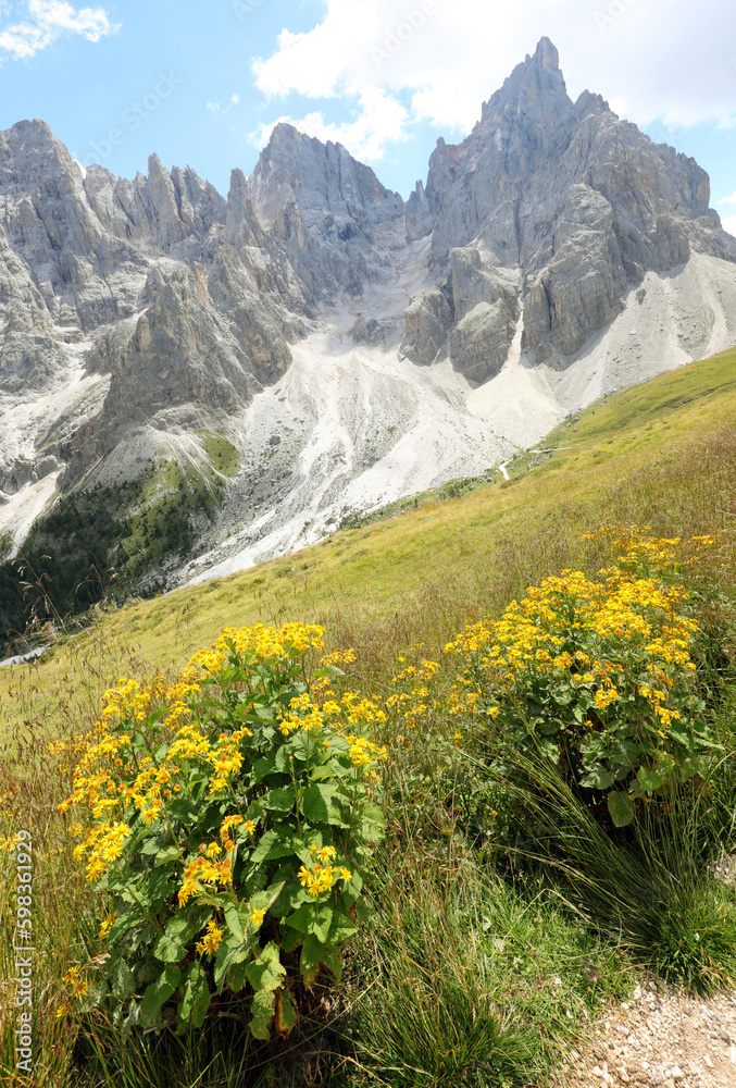 yellow alpine arnica flowers in the high mountain meadow and the european alps