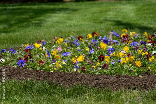 pansies with mulch and green grass
