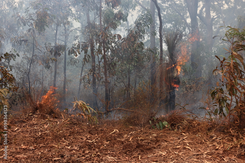 Forest fire on Cape York peninsula, Queensland, Australia