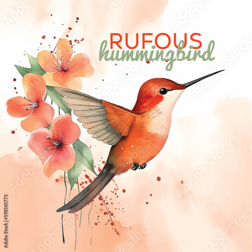  rufous hummingbird watercolor paint