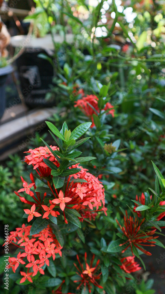 Ixora chinensis, commonly known as Chinese ixora, is a species of plant of the genus Ixora