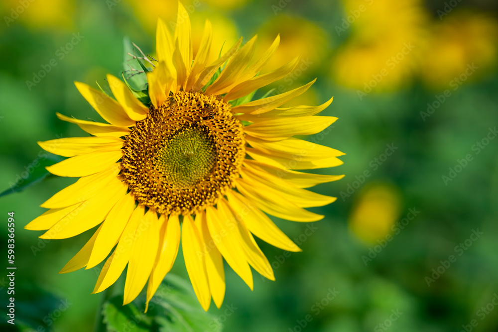 Big beautiful sunflower with copy space for text Big beautiful sunflower with copy space for text