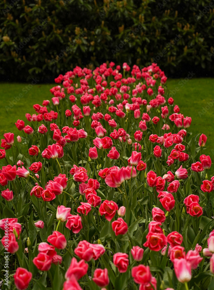 Flowerbed of colorful blooming tulips in Royal Park of Keukenhof. Keukenhof is one of the world's largest flower gardens. Flowerbed of colorful blooming tulips in Royal Park of Keukenhof. Keukenhof is one of the world's largest flower gardens.