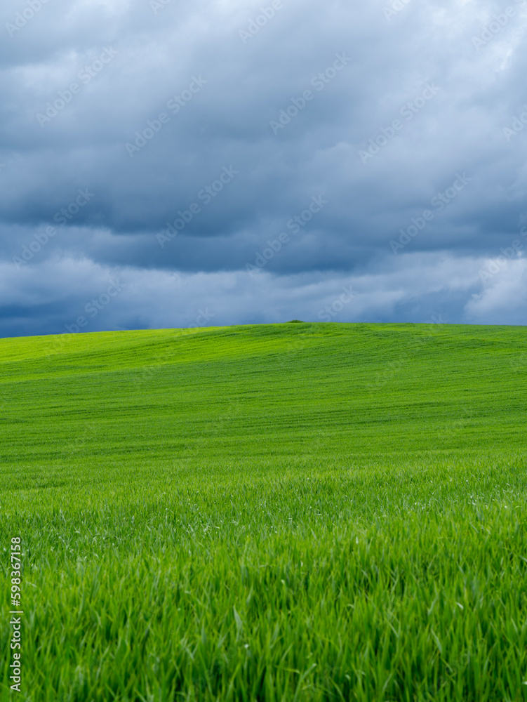 Amazing view of wheat field during spring season. Agricultural fields in green color. Dark sky due to thunderstorm. Bad weather. Contrast between sky and earth. Dramatic sky