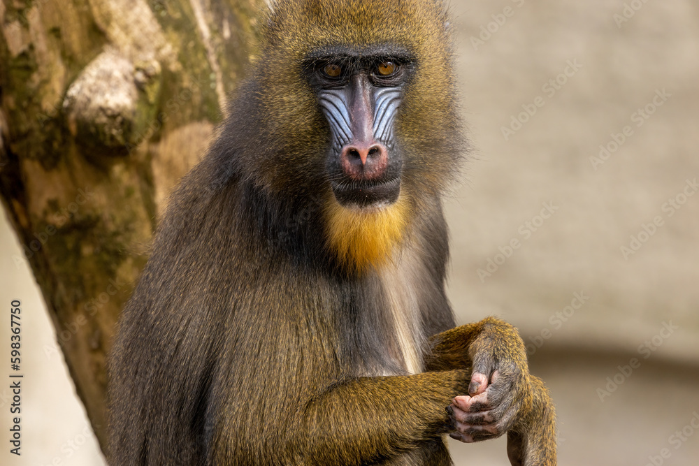 Close of portrait of a Mandrill enjoying the sunshine with lovely blue and red face Close of portrait of a Mandrill enjoying the sunshine with lovely blue and red face