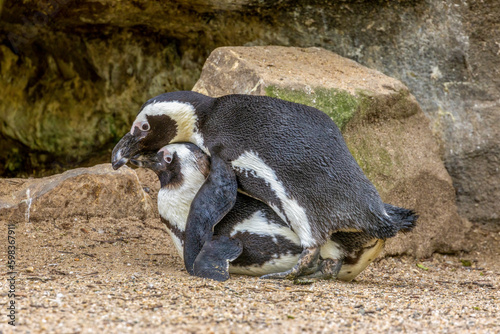 African penguins otherwise known as Jackass penguin couple mating, penguin courtship. Also known as Cape penguin and black-footed penguin