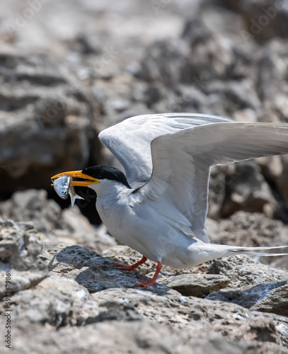 Sterna aurantia River Tern with a meal in its beak photo