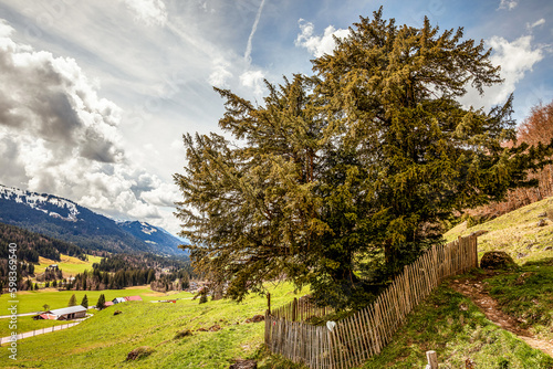 2000 jährige Eibe von Balderschwang