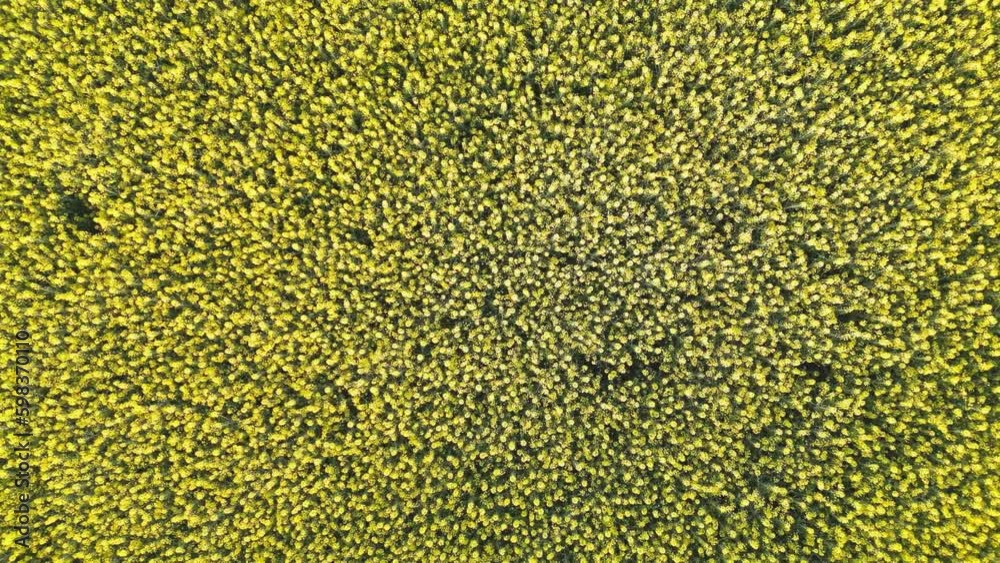 Flowery Rape Field Fast Pull Out Spinning Flowery Rape Field Fast Pull Out Spinning