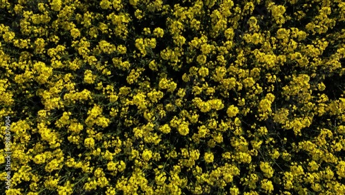 Colza Flowers Field Birds-Eye View