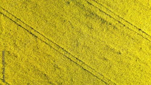Seamless Loop Flowery Rape Field Motion Background