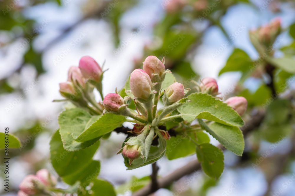 Fresh beautiful flowers of the apple tree blooming in the spring