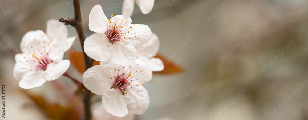 Cherry blossom. Pink sakura flowers. Cherry blossom. Pink sakura flowers.