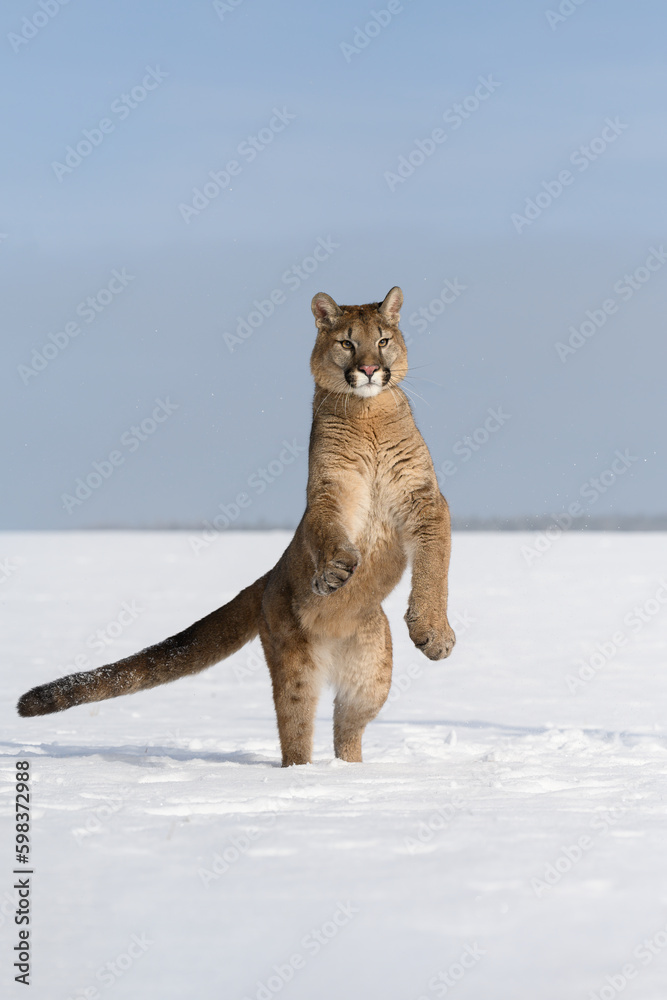 Cougars running around in snowy pasture. Cougars running around in snowy pasture.