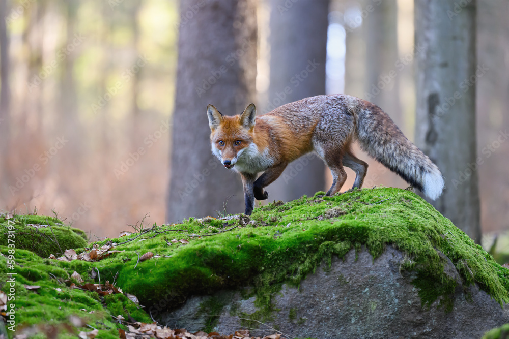 A fox sneaks through the forest looking for prey. A fox sneaks through the forest looking for prey.