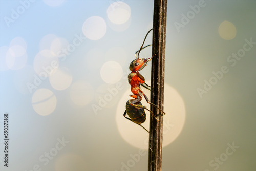 An ant climbs up and down a blade of grass next to an anthill.