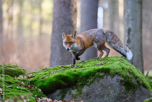 A fox sneaks through the forest looking for prey.