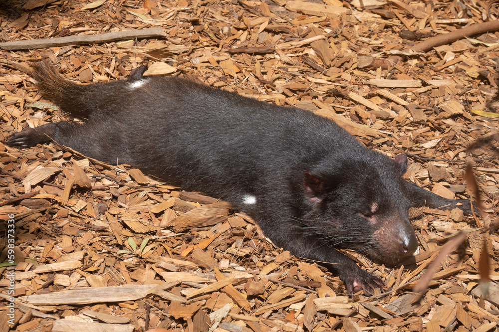 Tasmanian devil (Sarcophilus harrisii) (purinina) a carnivorous marsupial native to Tasmania, Australia. Recently reintroduced to mainland Australia Tasmanian devil (Sarcophilus harrisii) (purinina) a carnivorous marsupial native to Tasmania, Australia. Recently reintroduced to mainland Australia