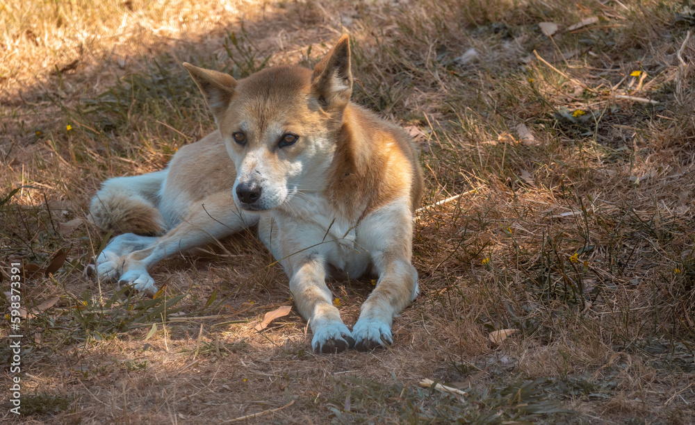 Dingo (Canis familiaris dingo), Alice Springs, Northern Territories, Australia. Dingo (Canis familiaris dingo), Alice Springs, Northern Territories, Australia.