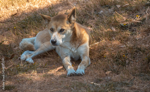 Dingo (Canis familiaris dingo), Alice Springs, Northern Territories, Australia.