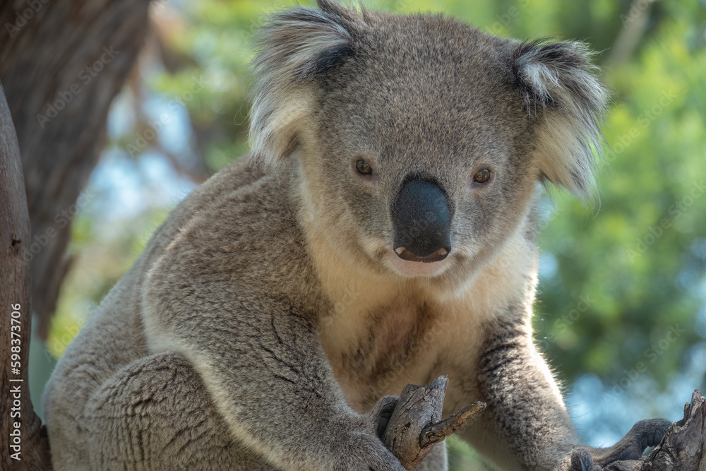 Naklejka premium Encounter with a Koala (Phascolarctos cinereus) on a eucalyptus tree, Phillip Island, south-southeast of Melbourne, Victoria, Australia