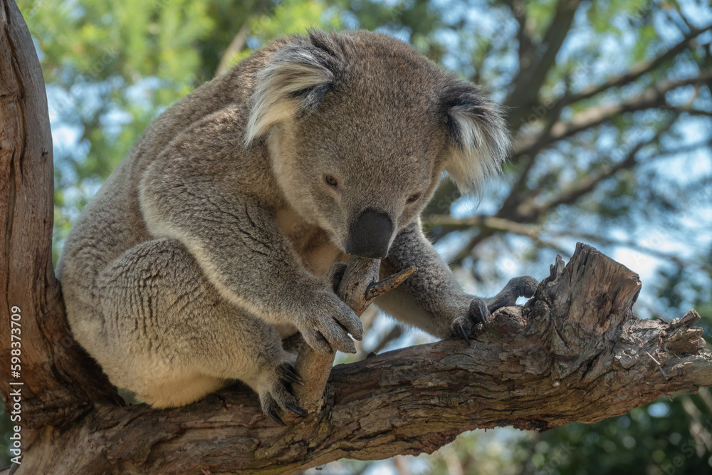 Encounter with a Koala (Phascolarctos cinereus) on a eucalyptus tree, Phillip Island, south-southeast of Melbourne, Victoria, Australia