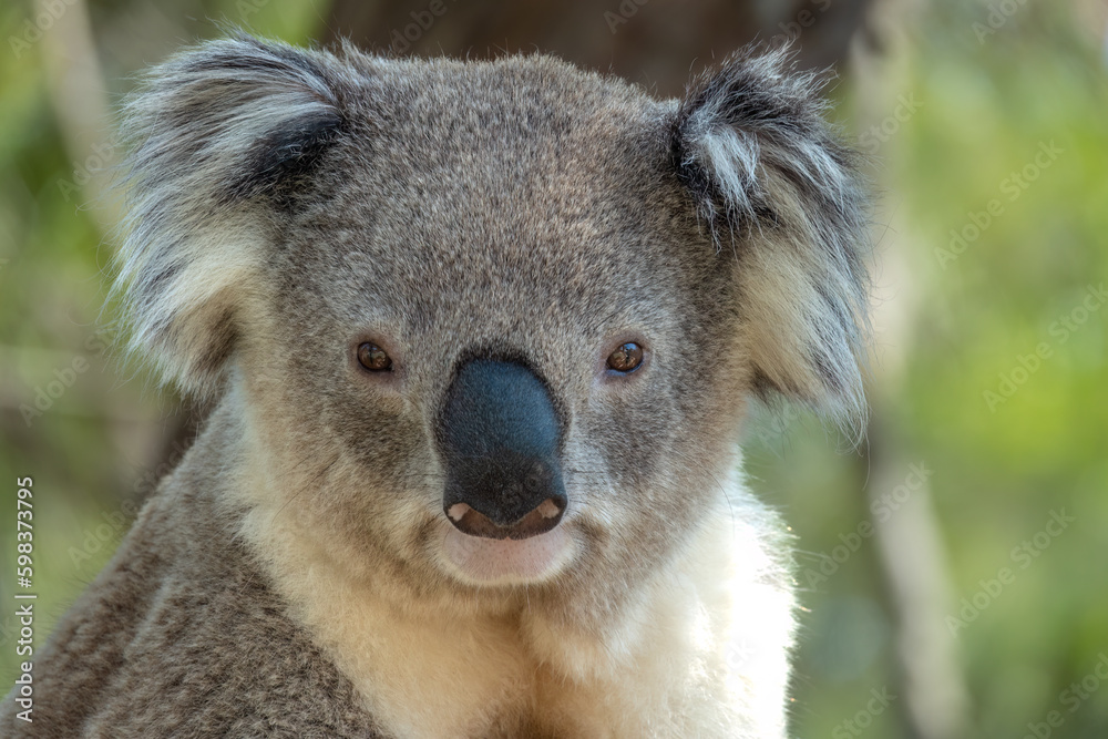 Encounter with a Koala (Phascolarctos cinereus) on a eucalyptus tree, Phillip Island, south-southeast of Melbourne, Victoria, Australia Encounter with a Koala (Phascolarctos cinereus) on a eucalyptus tree, Phillip Island, south-southeast of Melbourne, Victoria, Australia