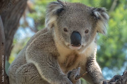 Encounter with a Koala  Phascolarctos cinereus  on a eucalyptus tree  Phillip Island  south-southeast of Melbourne  Victoria  Australia