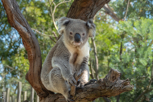 Fototapeta Naklejka Na Ścianę i Meble -  Encounter with a Koala (Phascolarctos cinereus) on a eucalyptus tree, Phillip Island, south-southeast of Melbourne, Victoria, Australia