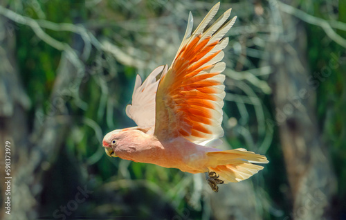 Major Mitchell's cockatoo (Lophochroa leadbeateri), also known as Leadbeater's cockatoo or the pink cockatoo, in flight. It inhabits arid and semi-arid inland areas of Australia photo