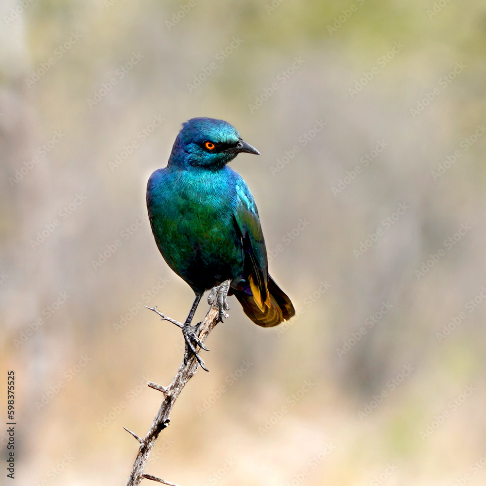 Greater Blue Eared Starling on a branch, Masaimara, Kenya Greater Blue Eared Starling on a branch, Masaimara, Kenya