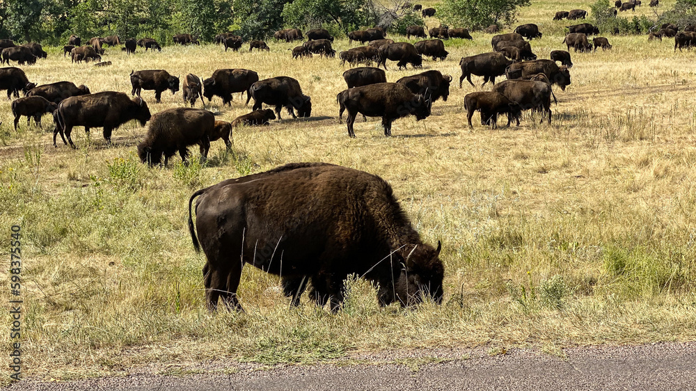 herd of buffalo roaming in Custer State Park herd of buffalo roaming in Custer State Park