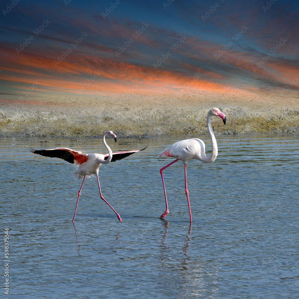 flamingo in the water, Ras al Khor Wildlife Sanctuary, Dubai