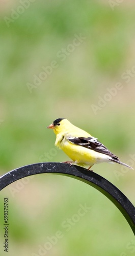 Golden Finch Perched