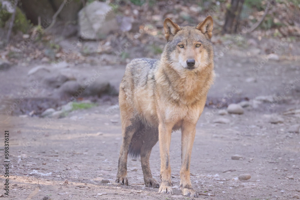 Fototapeta premium A view of a standing wolf