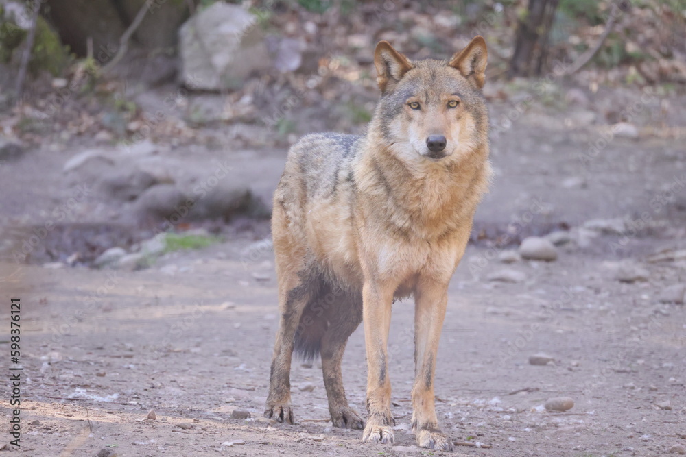 A view of a standing wolf