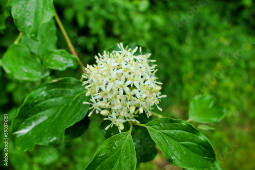 Close up of the flowers of Cornus sanguinea (Common Dogwood) following rainfall
 photo
